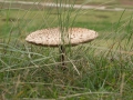 Pilz mit Hut